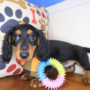 Proton Dachshund 01