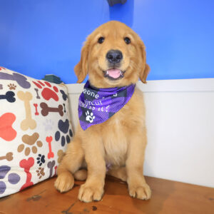 Quokka Golden Retriever 01