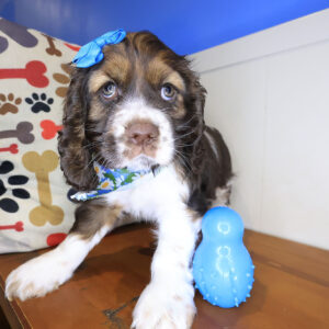 Raina Cocker Spaniel 01