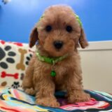 Rainbow Toy Poodle 01