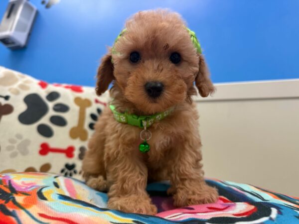 Rainbow Toy Poodle 01