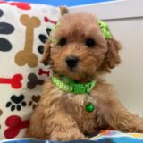 Rainbow Toy Poodle 02