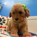 Rainbow Toy Poodle 04