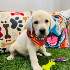 Ralph Labrador Retriever 01
