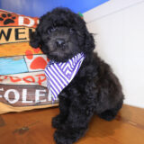Ranger Bichapoo 01