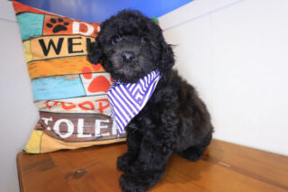 Ranger Bichapoo 01