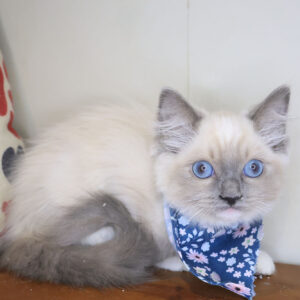 Remy Ragdoll 01