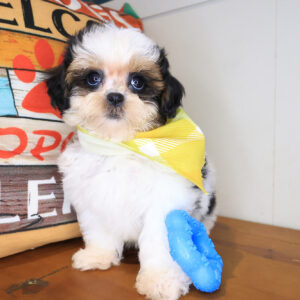 Rick Shihpoo 01