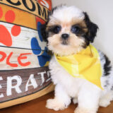Rick Shihpoo 03