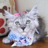 Ripley Maine Coon 01