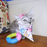 Ripley Maine Coon 02