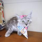 Ripley Maine Coon 03