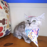 Ripley Maine Coon 04