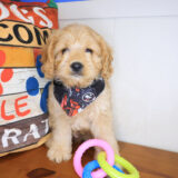 Robin Cavapoo 01