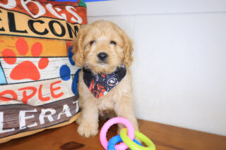 Robin Cavapoo 01