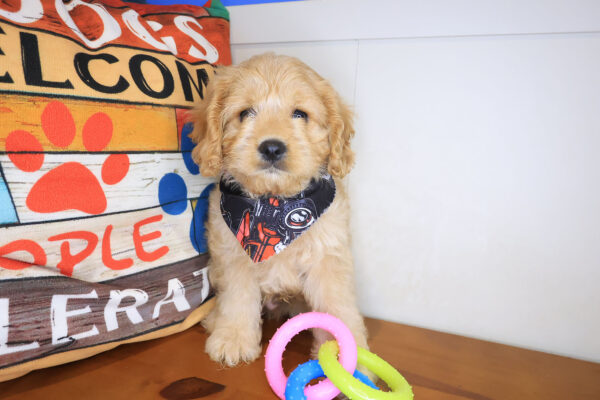 Robin Cavapoo 01