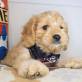 Robin Cavapoo 04