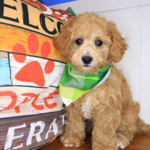 Roscoe Mini Goldendoodle 01