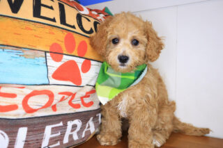 Roscoe Mini Goldendoodle 01