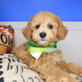Roscoe Mini Goldendoodle 03