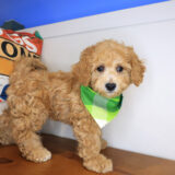 Roscoe Mini Goldendoodle 04