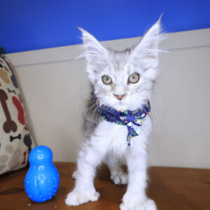 Rosie Maine Coon 01