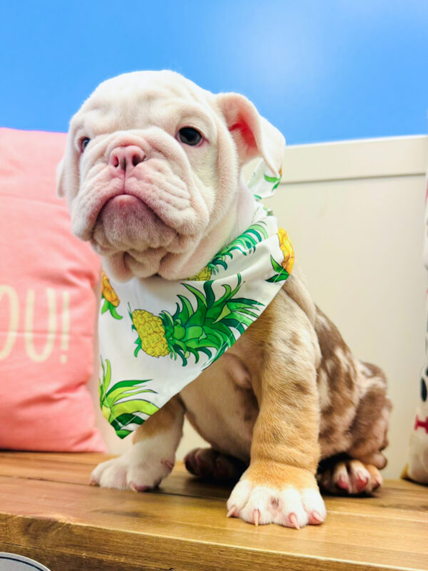 Rowan English Bulldog 01