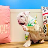 Rowan English Bulldog 03