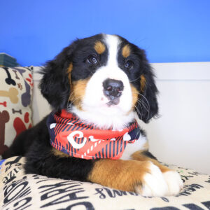 Ruckus Bernese Mountain 01