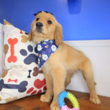 Seraph Golden Retriever 01