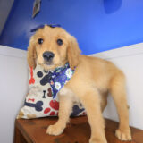 Seraph Golden Retriever 03