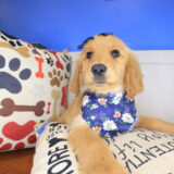 Seraph Golden Retriever 04