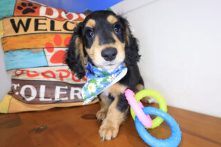 Sheba Dachshund 01