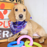 Snowbal Dachshund 01