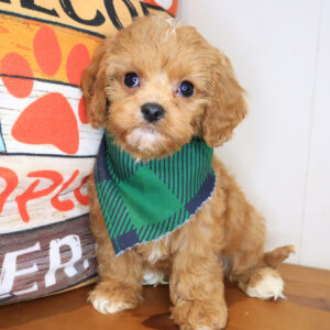 Soilder Cavapoo 01
