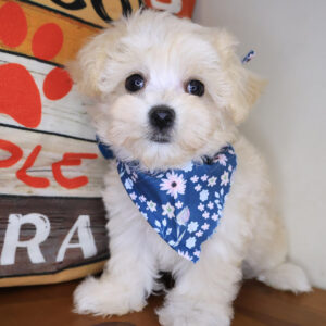 Sora Maltipoo 01
