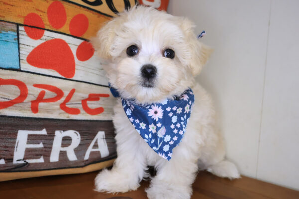 Sora Maltipoo 01