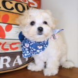 Sora Maltipoo 03