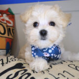 Sora Maltipoo 04