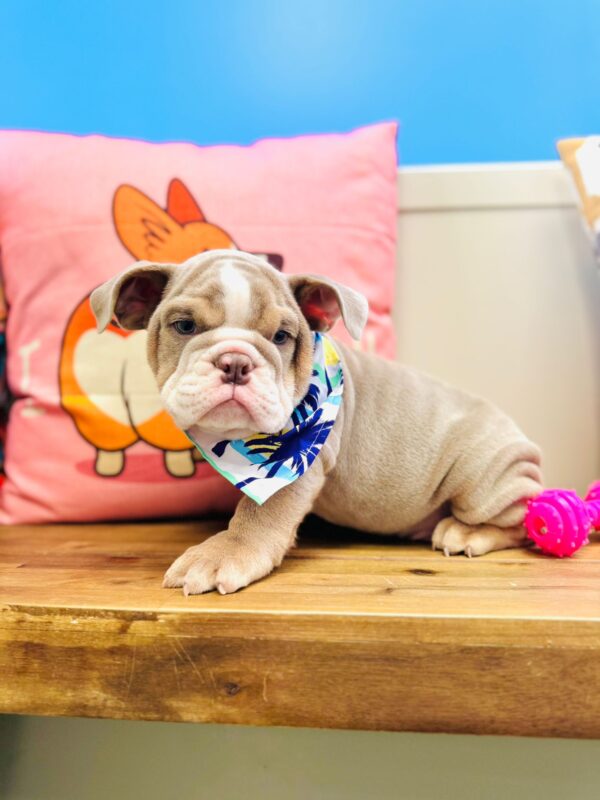 Spritzer English Bulldog 01