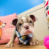 Spritzer English Bulldog 02