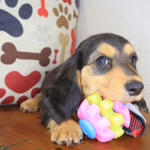 Spud Dachshund 01