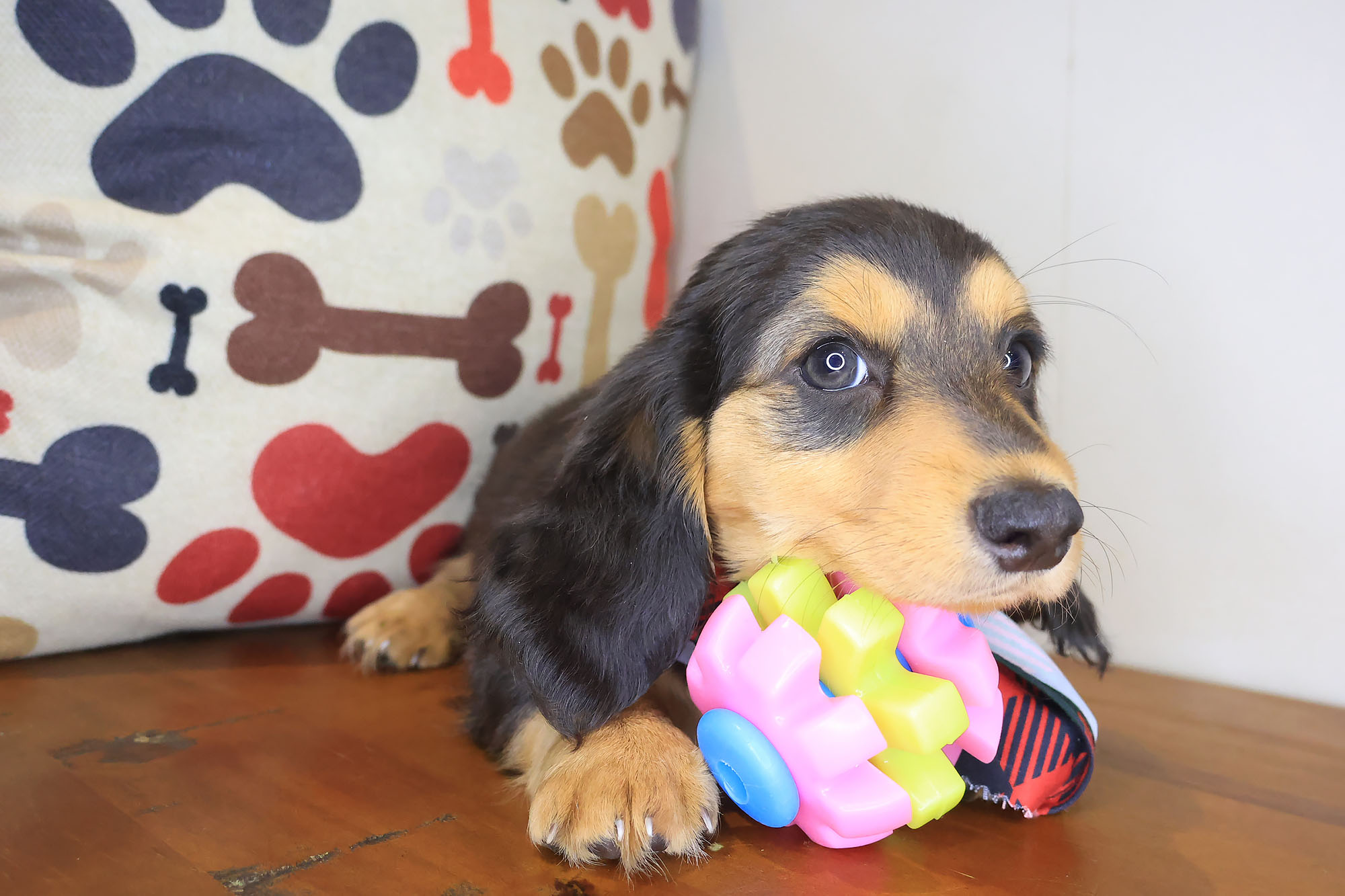 Dachshund-Spud