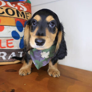 Squirt Dachshund 01