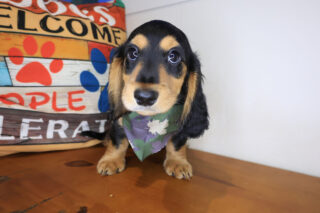 Squirt Dachshund 01