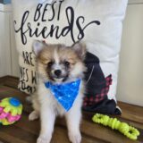 Stardust Pomeranian 03