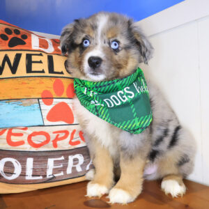 Stormy Australian Shepherd 01