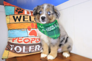 Stormy Australian Shepherd 01