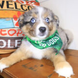 Stormy Australian Shepherd 03