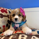 Strawberry Cavapoo 03